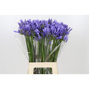 Agapanthus Blue Heaven