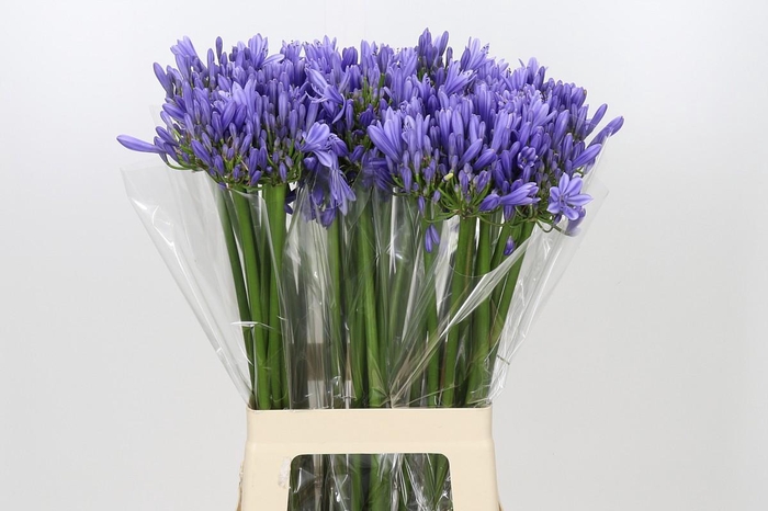 Agapanthus Blue Heaven