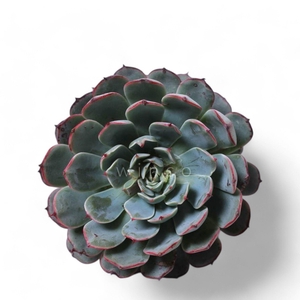 Echeveria Sitifukumiama Cutflower