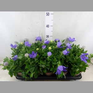 Platycodon grand. 'Astra Blue'