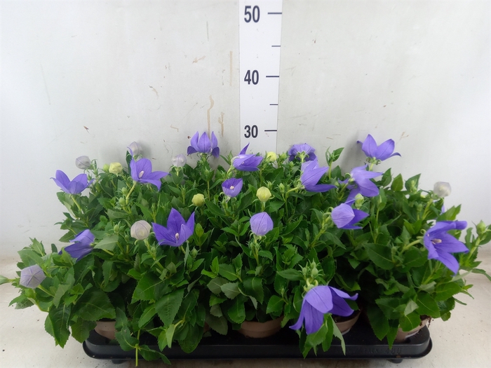 <h4>Platycodon grand. 'Astra Blue'</h4>