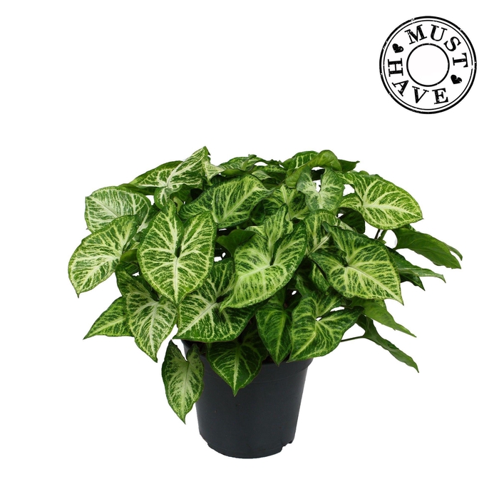 <h4>Syngonium arrow 'must have'</h4>