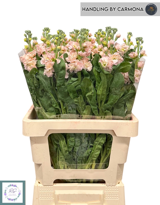 <h4>MATTH IRON APRICOT</h4>