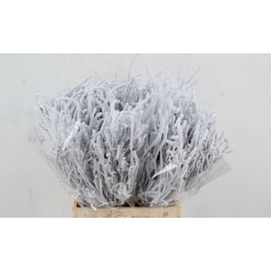 Vaccinium (bosbes) Snow per bunch