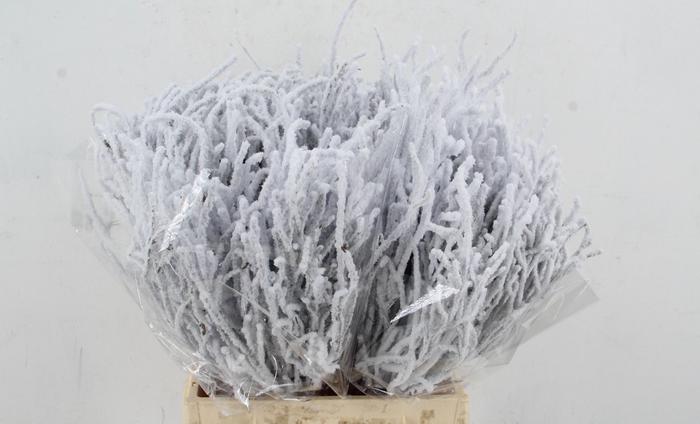 <h4>Vaccinium (bosbes) Snow per bunch</h4>