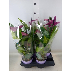 Anthurium andr. 'Cavalli'