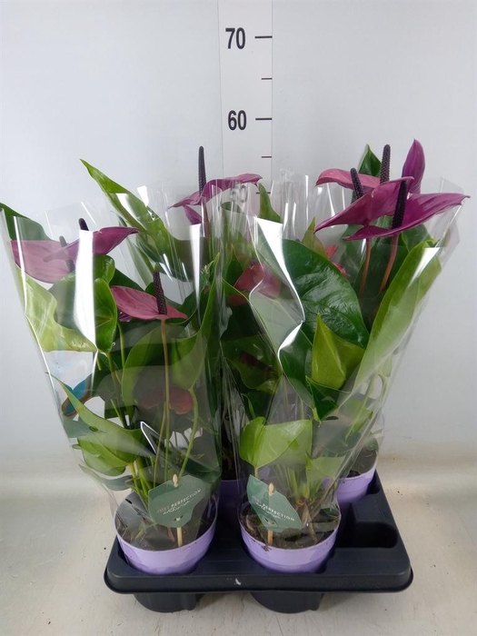<h4>Anthurium andr. 'Cavalli'</h4>