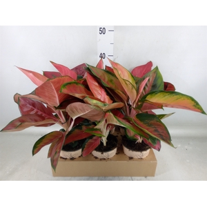 Aglaonema   ...