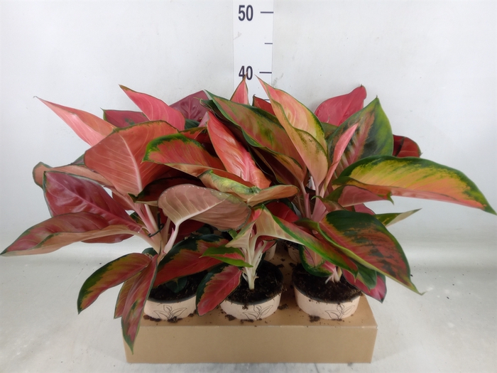 <h4>Aglaonema   ...</h4>