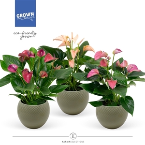 Anthurium - KARMA Multiflora mix | sierpot + patroon