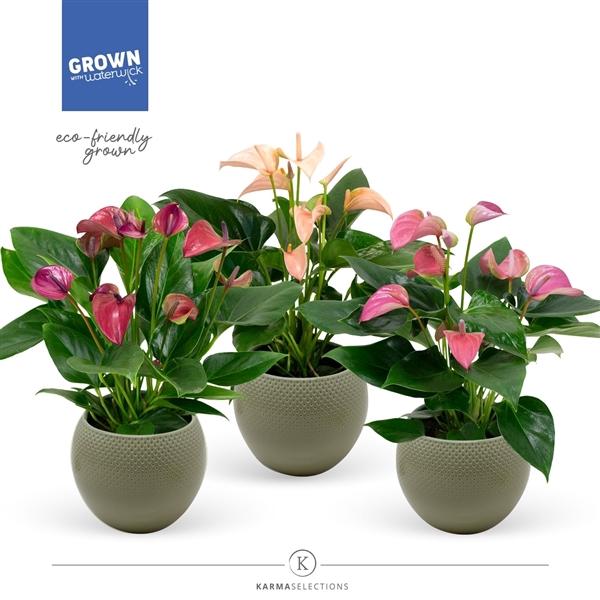 <h4>Anthurium - KARMA Multiflora mix | sierpot + patroon</h4>