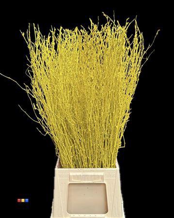 Betula / Berkentak Yellow