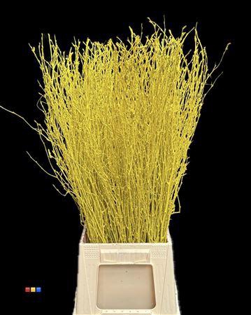 <h4>Betula / Berkentak Yellow</h4>