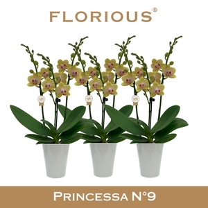 No9 Phalanopsis 3 Tak Geel+Deco