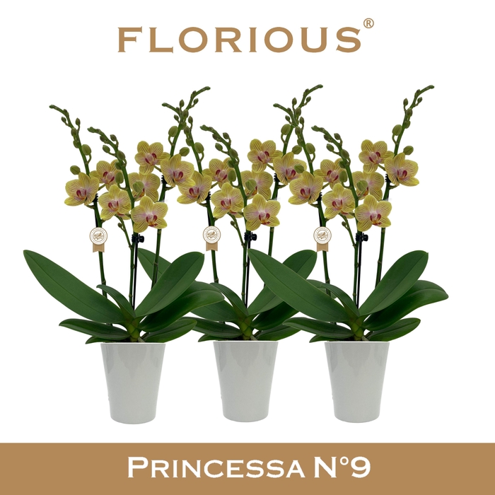 <h4>No9 Phalanopsis 3 Tak Geel+Deco</h4>