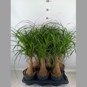 Beaucarnea recurvata