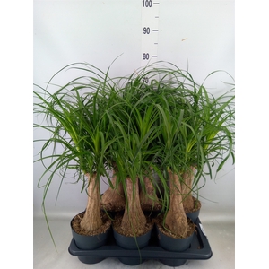 Beaucarnea recurvata