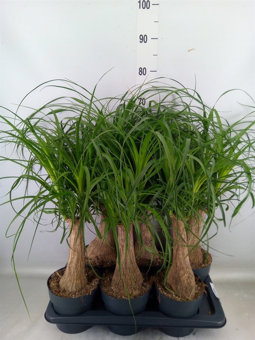 <h4>Beaucarnea recurvata</h4>