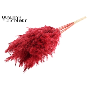 Pampas Grass 70cm 10st/bunch Bleached Red