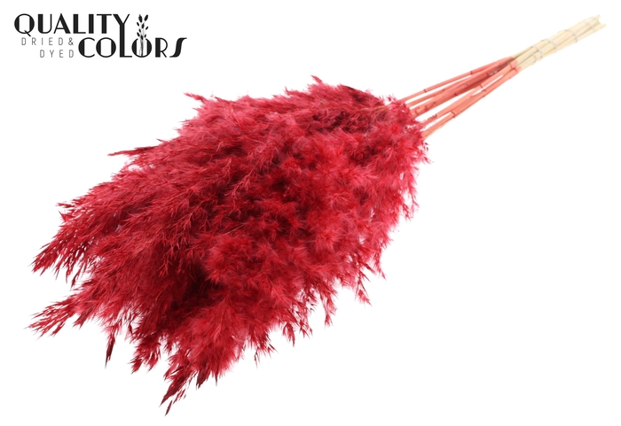<h4>Pampas Grass 70cm 10st/bunch Bleached Red</h4>