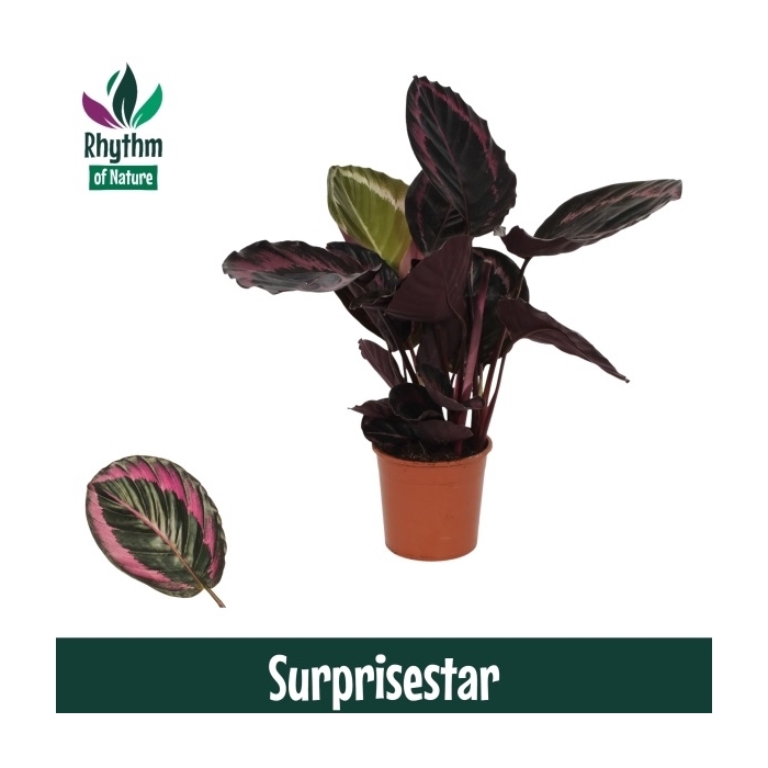 <h4>Calathea 14cm Surprisestar Rhythm of Nature</h4>