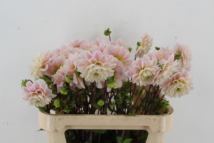 <h4>DAHL SWEET NATHALIE</h4>
