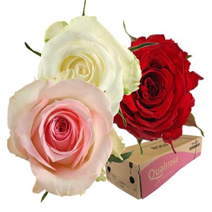 <h4>R Gr Mix Easy Lover -in box</h4>