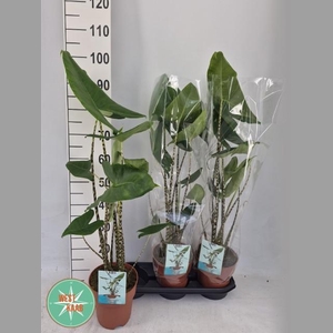 ALOC ZEBRINA
