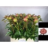 Paeonia L Coral Charm