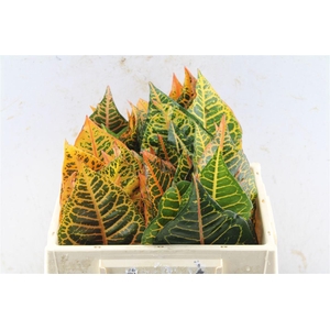 Croton Leaves