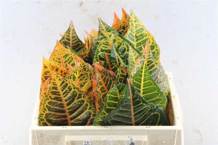 <h4>Croton Leaves</h4>
