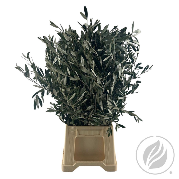 <h4>Olijf 300gr</h4>