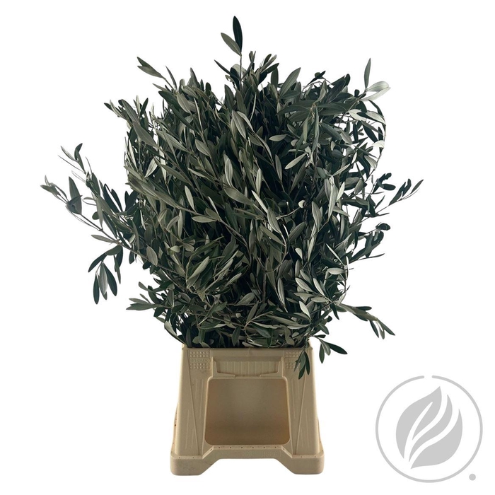 <h4>Olijf 300gr</h4>