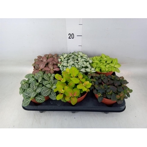 Fittonia   ...mix