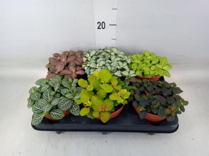<h4>Fittonia   ...mix</h4>