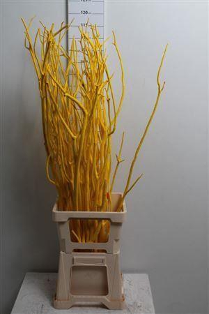 <h4>Mitsumata Col Geel</h4>