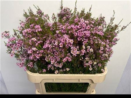 <h4>Chame Olivia Rose Extra</h4>