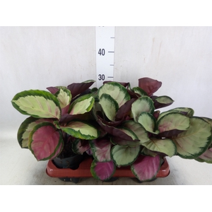 Calathea roseopicta 'Rosy'