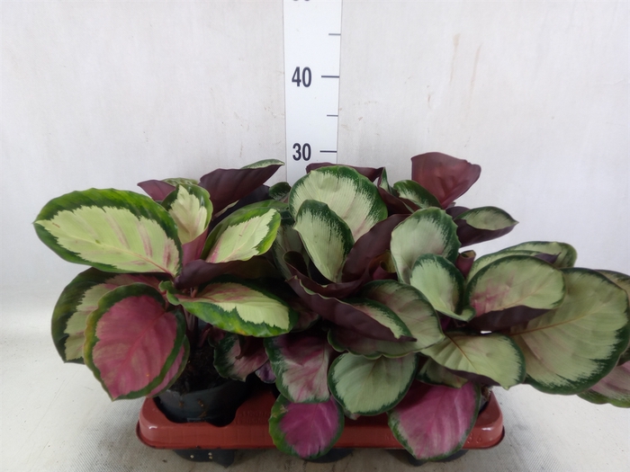 Calathea roseopicta 'Rosy'