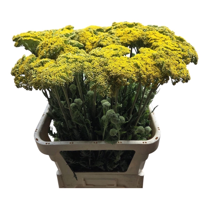 <h4>Achil F Park Variety</h4>
