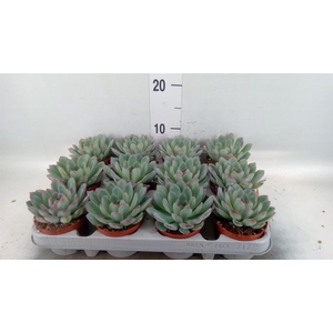 Echeveria  'Apus'