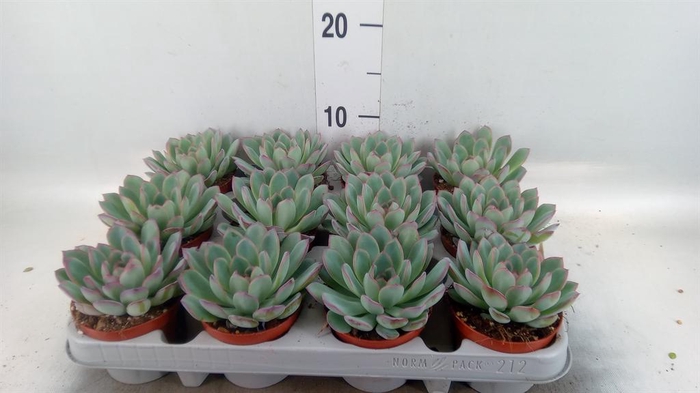 <h4>Echeveria 'Apus'</h4>