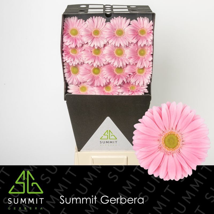 <h4>Gerbera Plot Diamond</h4>