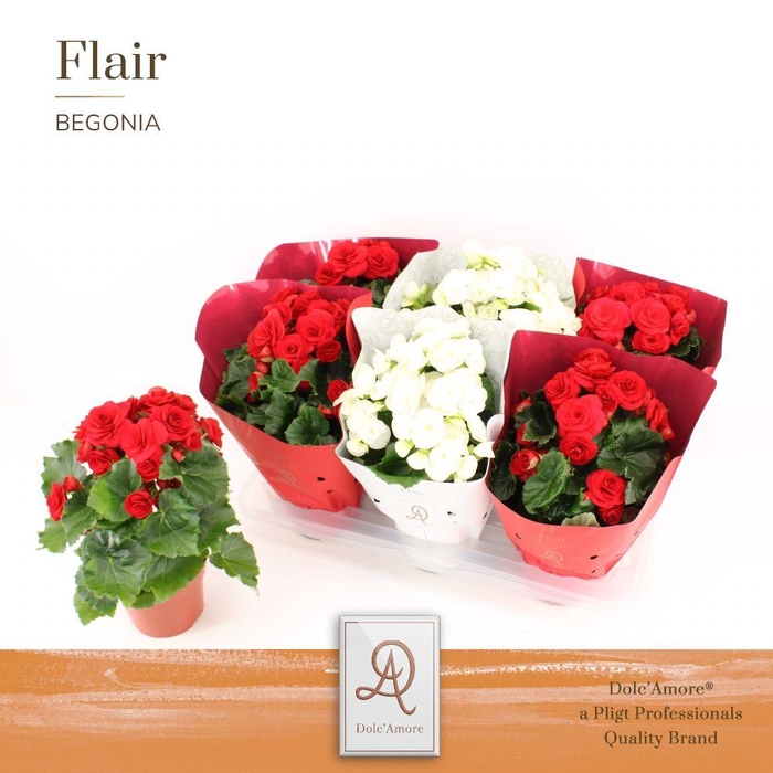 <h4>Begonia Roma Mix P14 Dolc'Amore® Flair Metallic</h4>