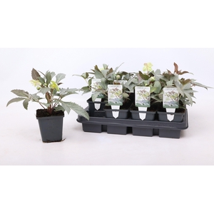 Helleborus sternii 'Silver Star' 9 cm