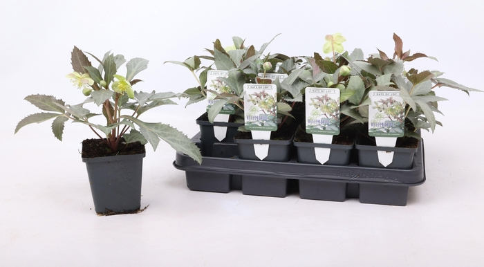 <h4>Helleborus sternii 'Silver Star' 9 cm</h4>