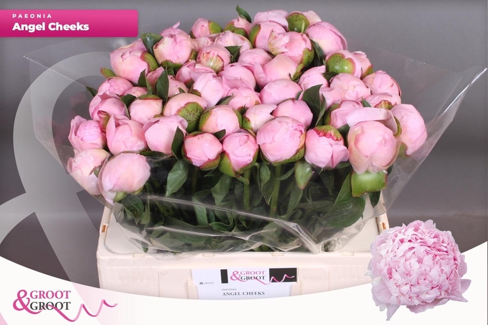 <h4>PAEO L ANGEL CHEEKS</h4>