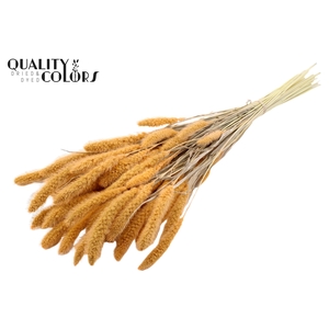 Setaria per bunch Bleached  Salmon