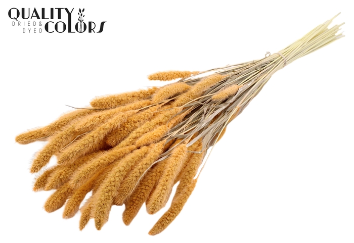 Setaria per bunch Bleached  Salmon