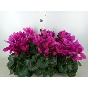 Cyclamen GR 'Leopardo'